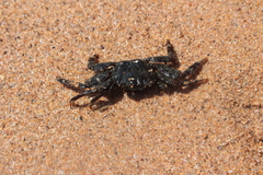 Grapsus albolineatus