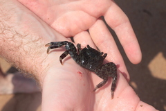 Grapsus albolineatus