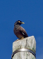 Acridotheres tristis