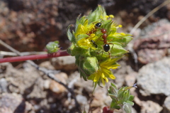 Ivesia webberi