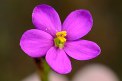 Chironia jasminoides
