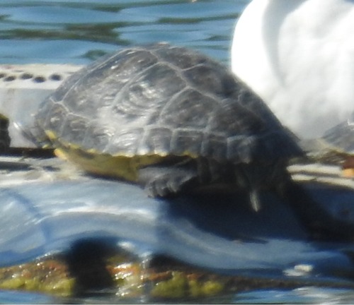 Trachemys scripta