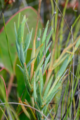 Chironia jasminoides