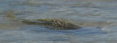 Ellochelon vaigiensis