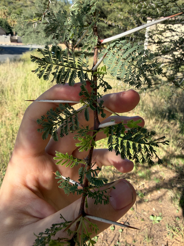 Vachellia luederitzii