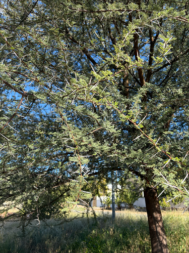 Vachellia luederitzii, photograph 3