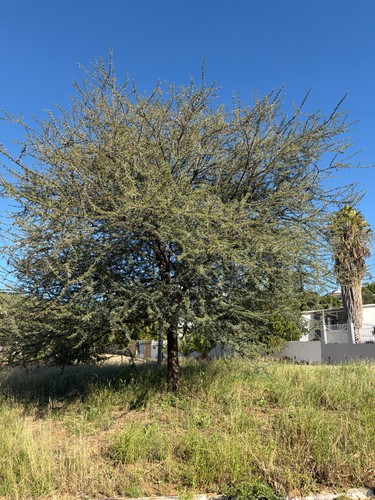 Vachellia luederitzii, photograph 2