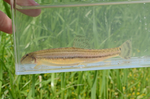 Striated spiny loach (Cobitis striata) — Cobitidae — 5