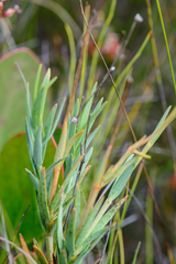 Chironia jasminoides