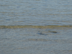 Ellochelon vaigiensis