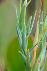 Chironia jasminoides