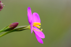 Chironia jasminoides