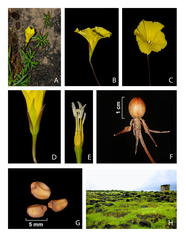 Distimake rhyncorhiza