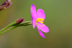 Chironia jasminoides
