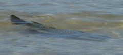 Ellochelon vaigiensis