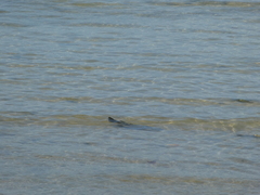 Ellochelon vaigiensis
