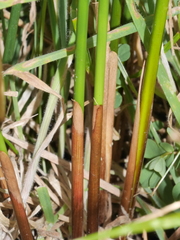 Juncus effusus effusus