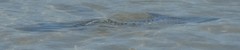 Ellochelon vaigiensis