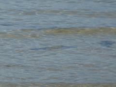 Ellochelon vaigiensis