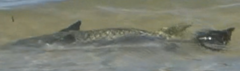 Ellochelon vaigiensis