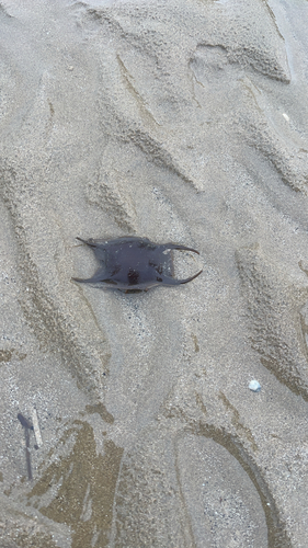 Raja clavata
