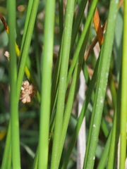 Juncus effusus effusus
