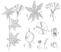 Distimake rhyncorhiza