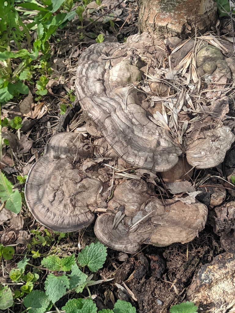 Ganoderma applanatum · May 2026 · photo: © naturalist57011 (iNaturalist, cc-by)