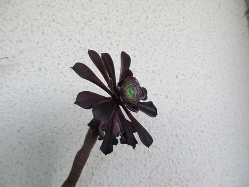Baum-Aeonium