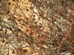 Fraxinus ornus