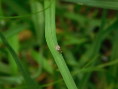 Agalliini