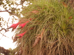 Tillandsia punctulata