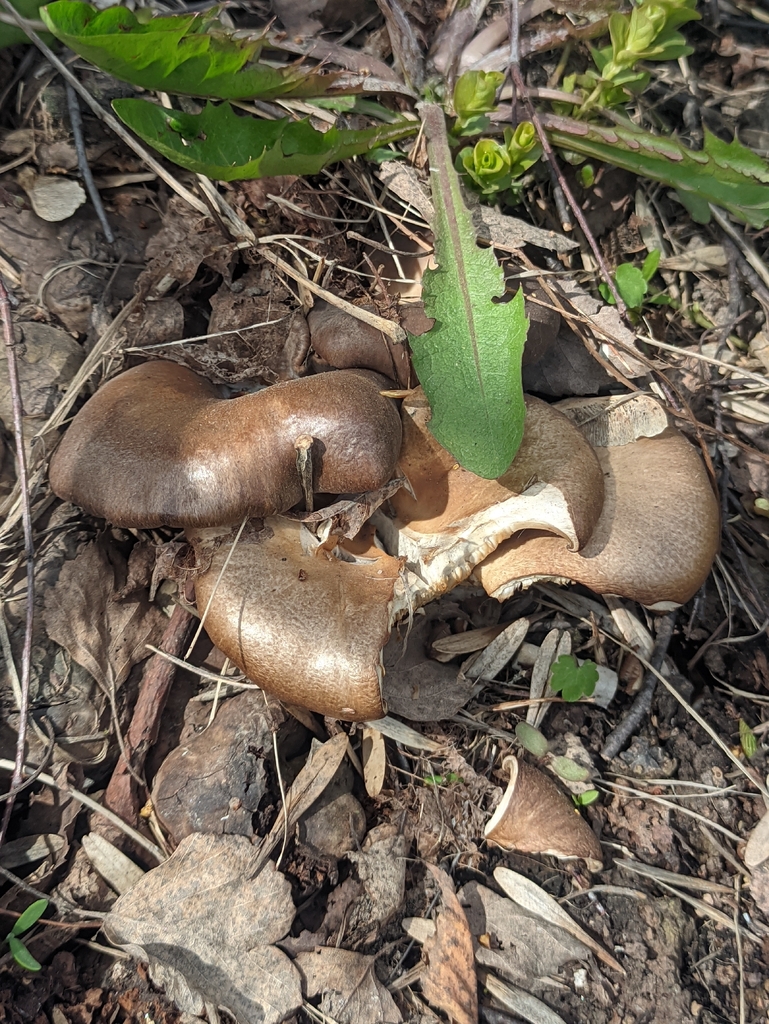 Pleurotus ostreatus · May 2026 · photo: © naturalist57011 (iNaturalist, cc-by)