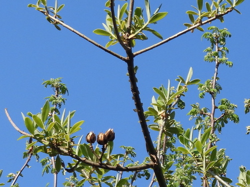 Euphorbia tanquahuete, photograph 1