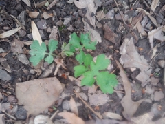 Stylophorum diphyllum