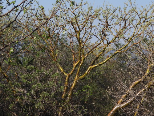Euphorbia tanquahuete