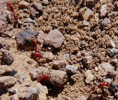 Pogonomyrmex desertorum