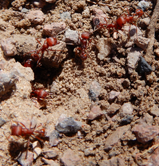 Pogonomyrmex desertorum