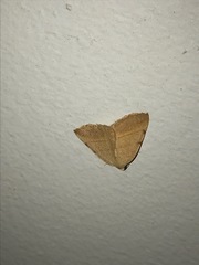 Drepanulatrix bifilata