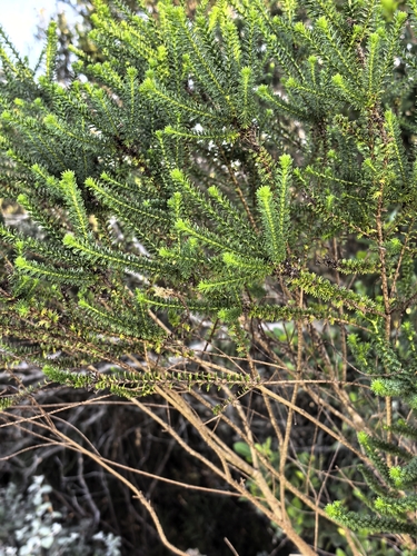 Euryops virgineus, photograph 4