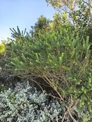 Euryops virgineus, photograph author not stated, no rights reserved