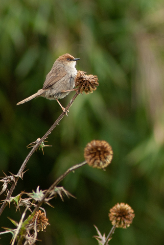 iNaturalist image
