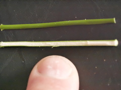 Juncus effusus effusus