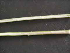 Juncus effusus effusus