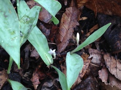 Erythronium propullans