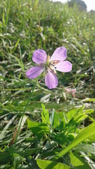 Geranium collinum