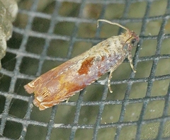 Episimus tyrius