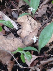 Erythronium propullans