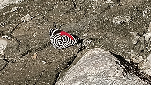 Diaethria clymena janeira