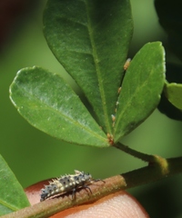 Cheilomenes lunata